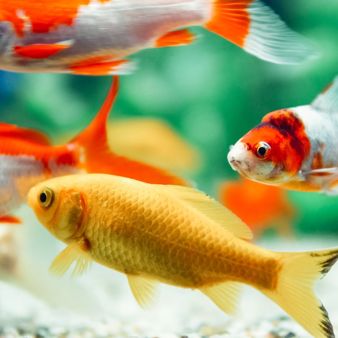 Fish