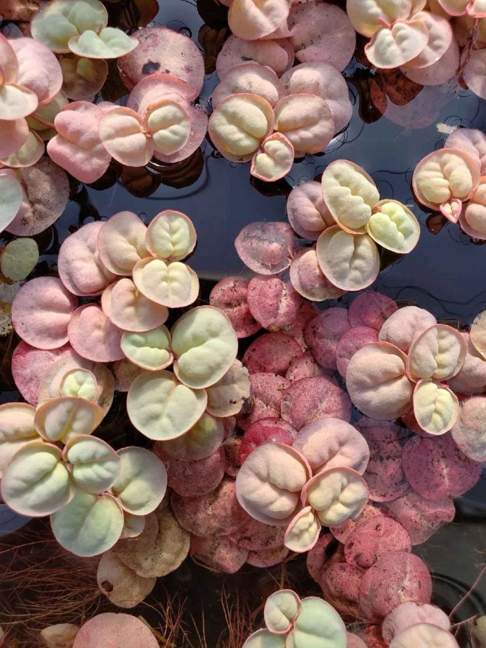 Phyllanthus Fluitan aka Red Root Floater