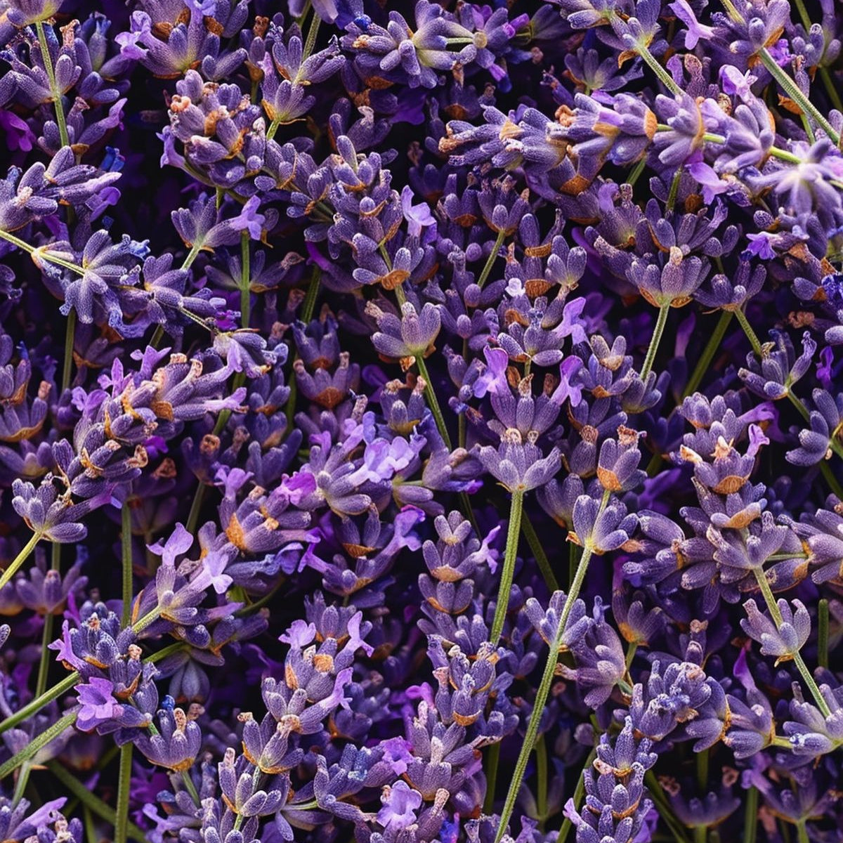 Soy Candle - Lavender Essential Oil & Lavender Buds