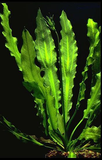 Echinodorus Martii (Major)