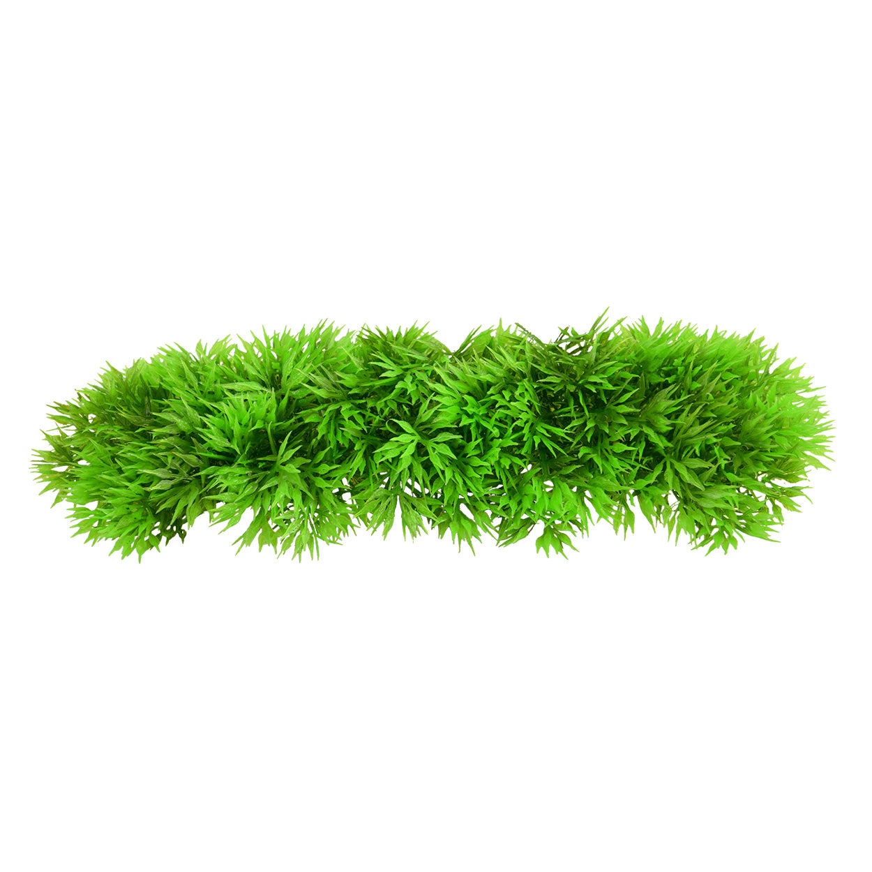 Underwater Treasures - Green Star Fern
