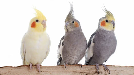 Cockatiel