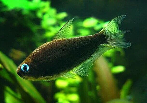 Black Emperor Tetra