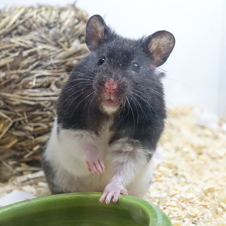 Hamster Bear