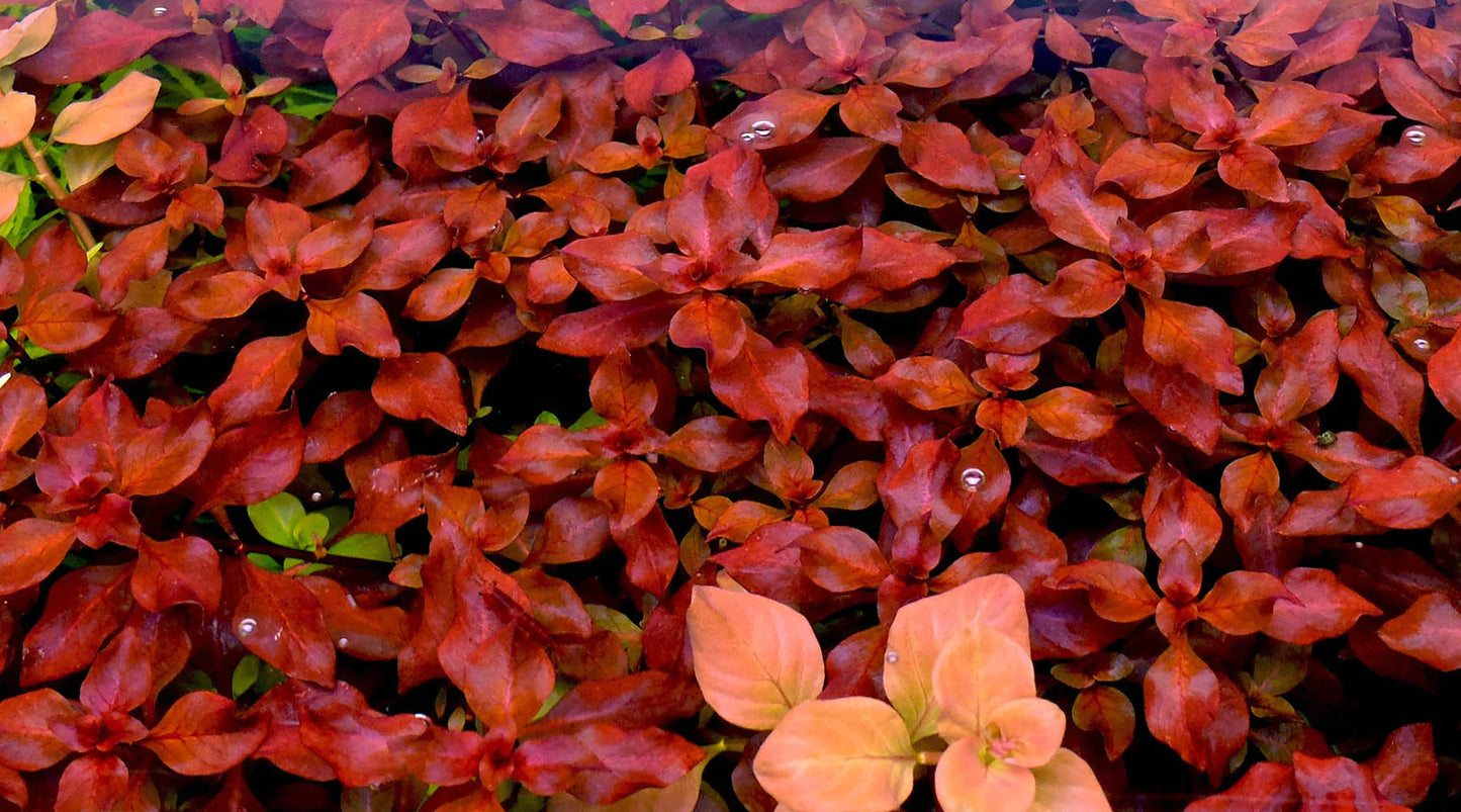 Ludwigia (LOCAL)