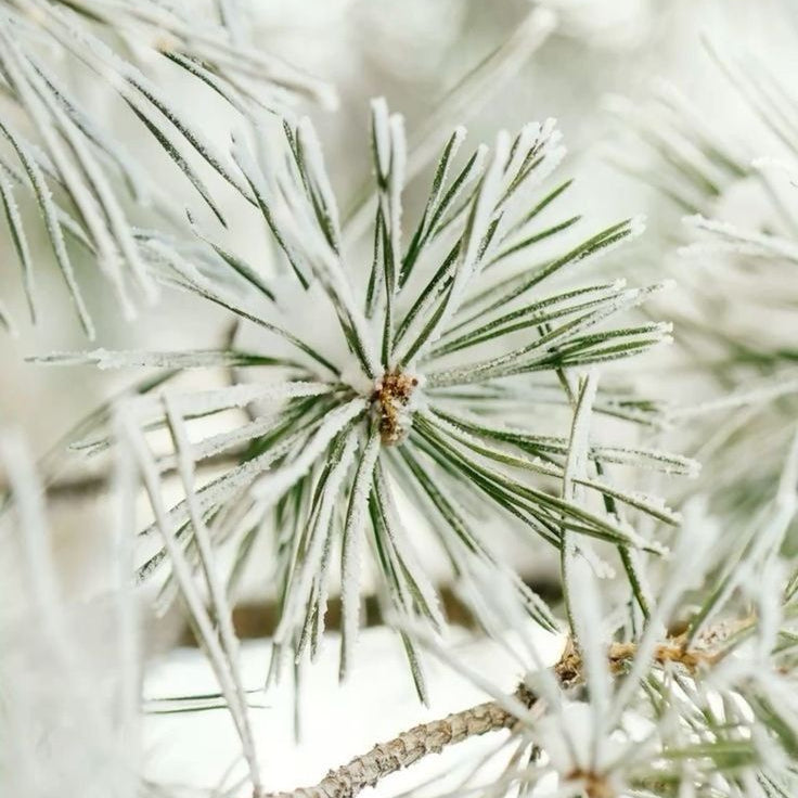 Soy Candle - White Pine & Balsam