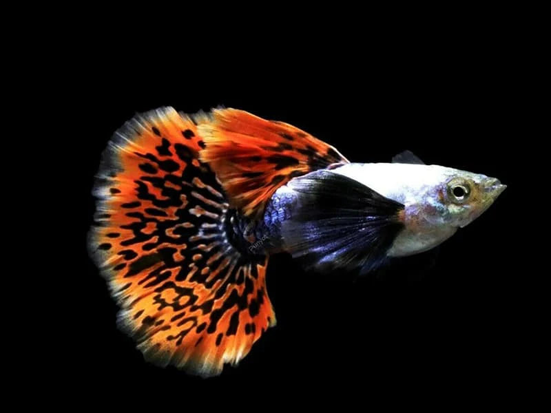 Dumbo Ear Mosaic guppies