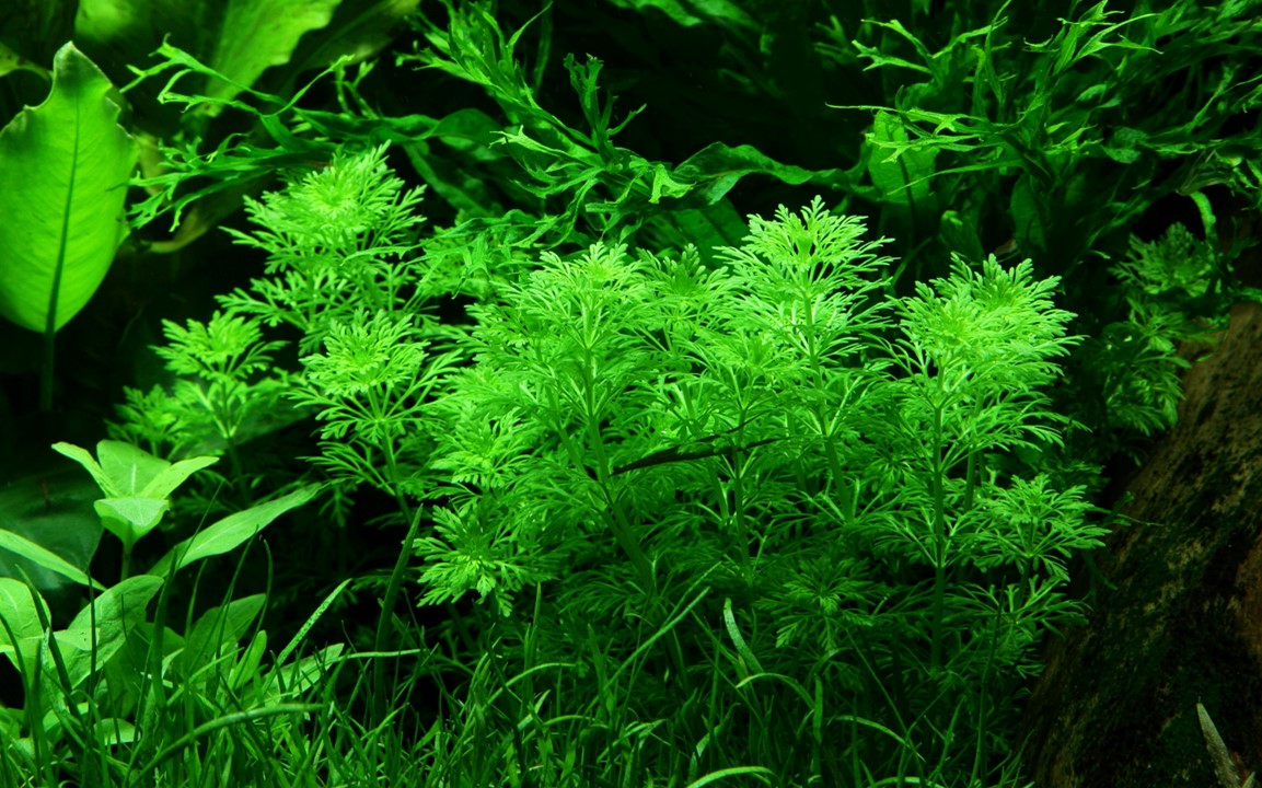 Limnophila Sesliflora
