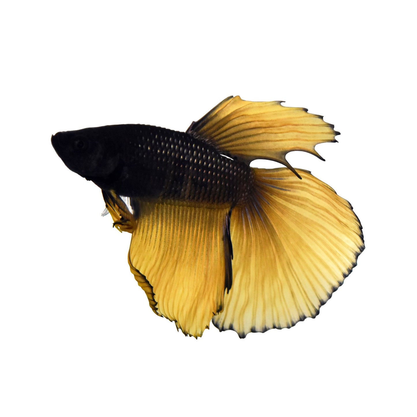 Blue Mustard Betta