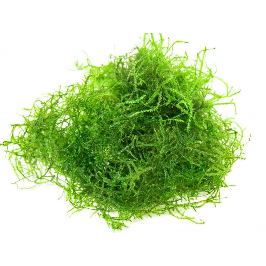 Java Moss