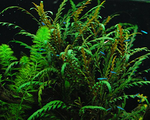 Hygrophila Pinnatifida - Large (LOCAL)