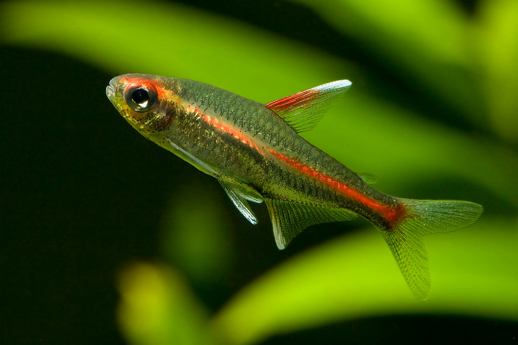 Tetra Glowlight