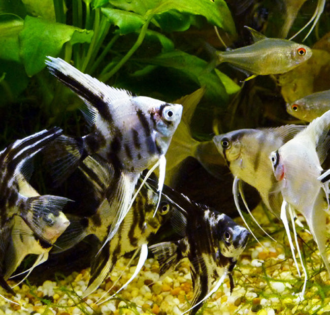 Assorted Angel Fish (Silver Diamond)
