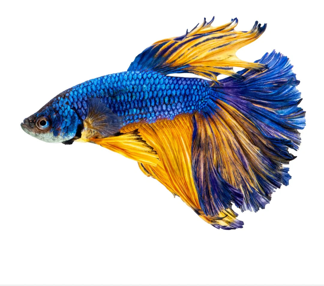 Blue Mustard Betta