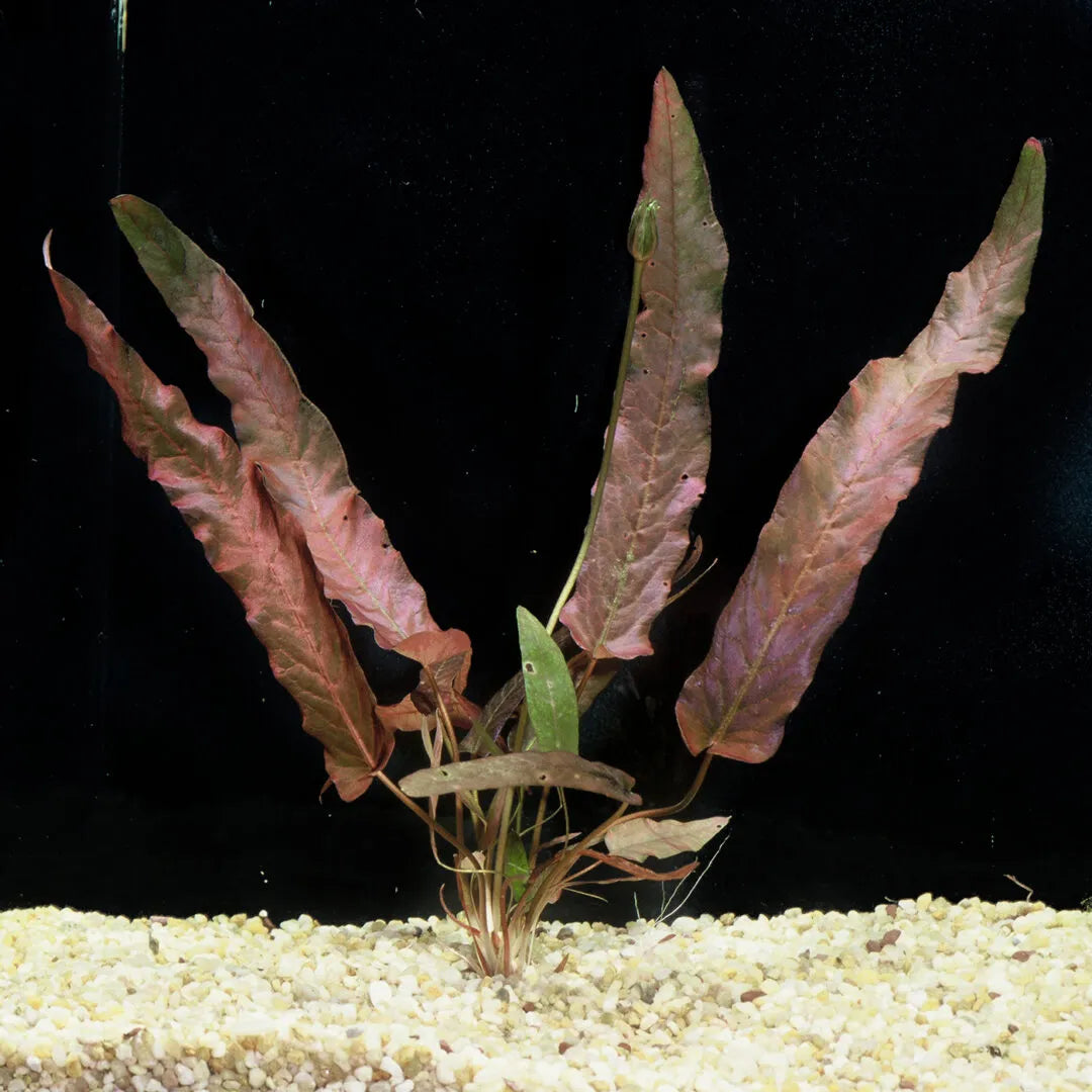 Barclaya nymphaeaceae