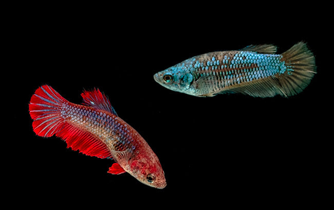 Halfmoon Female Betta