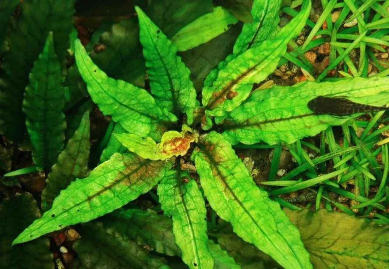 Cryptocoryne (Local)