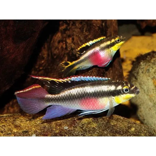 Kribensis Cichlid