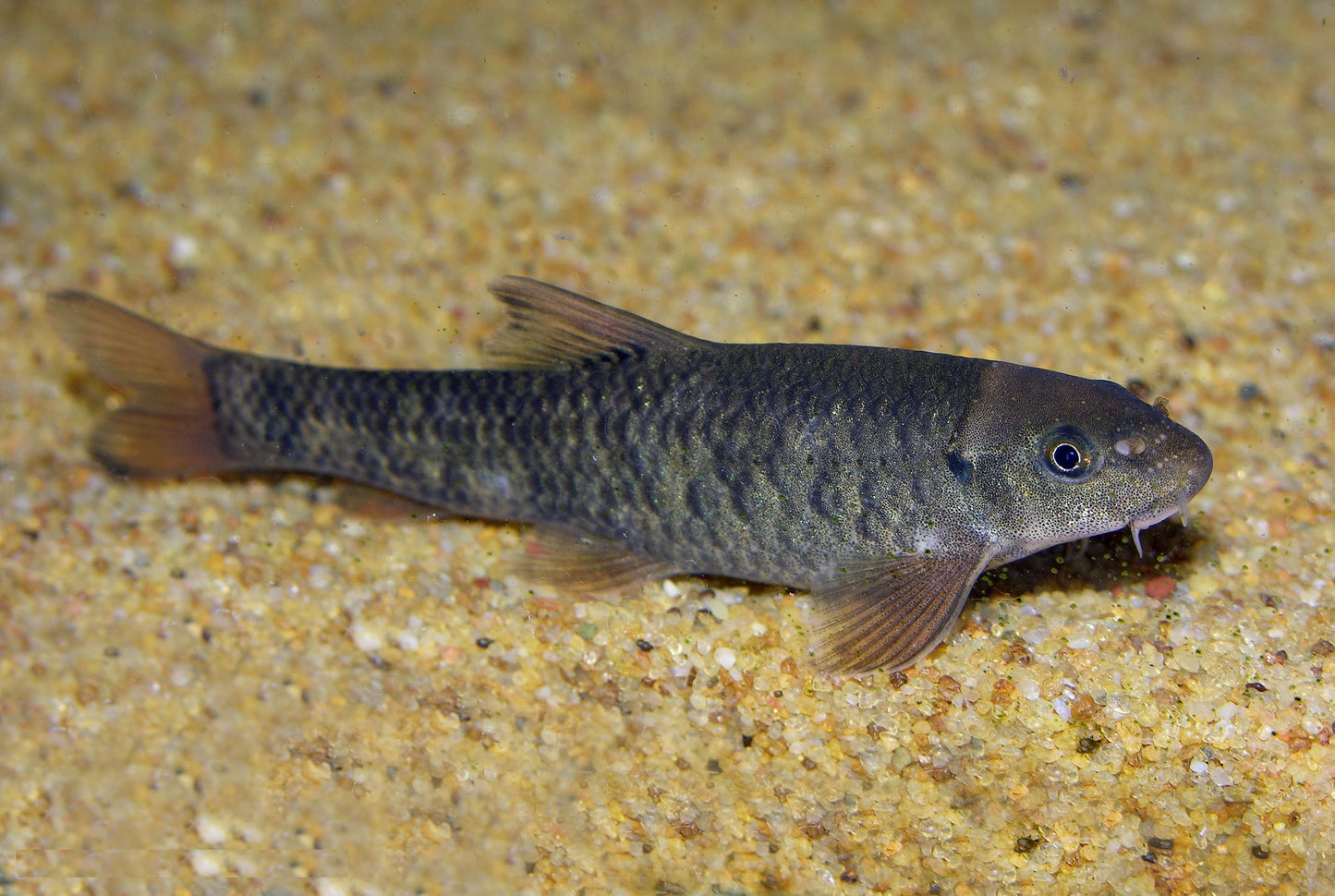 Doctor fish