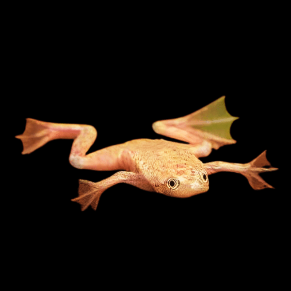 Golden African Dwarf Frog
