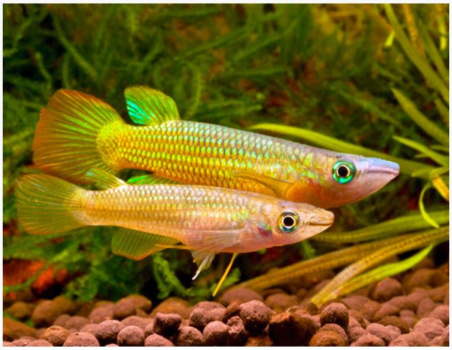 KilliFish Panchax yellow