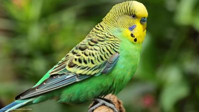 Green Budgies