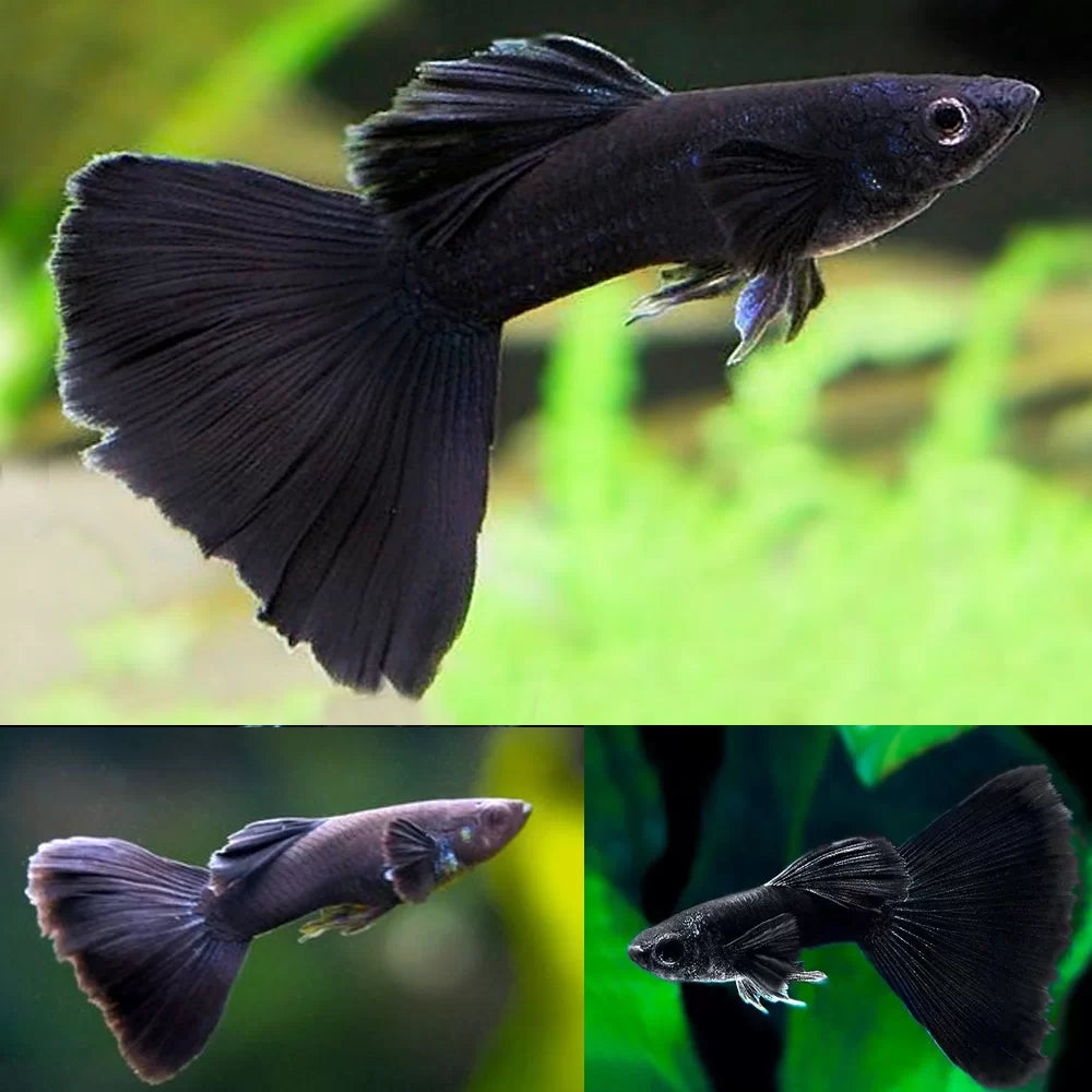 Midnight Black Guppies
