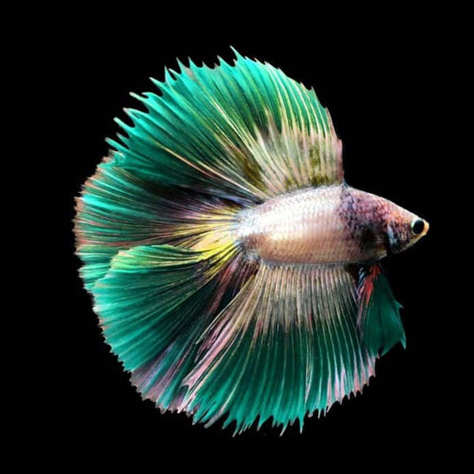 Betta Fish (Male)- Halfmoon