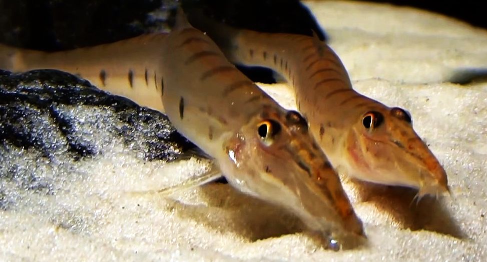 Horse Face Loach