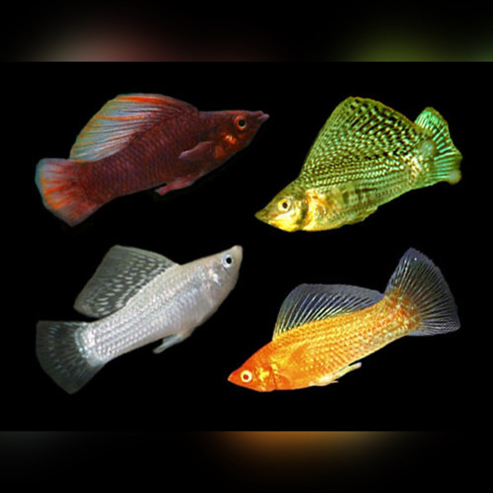 Premium Assorted Sailfin Molly