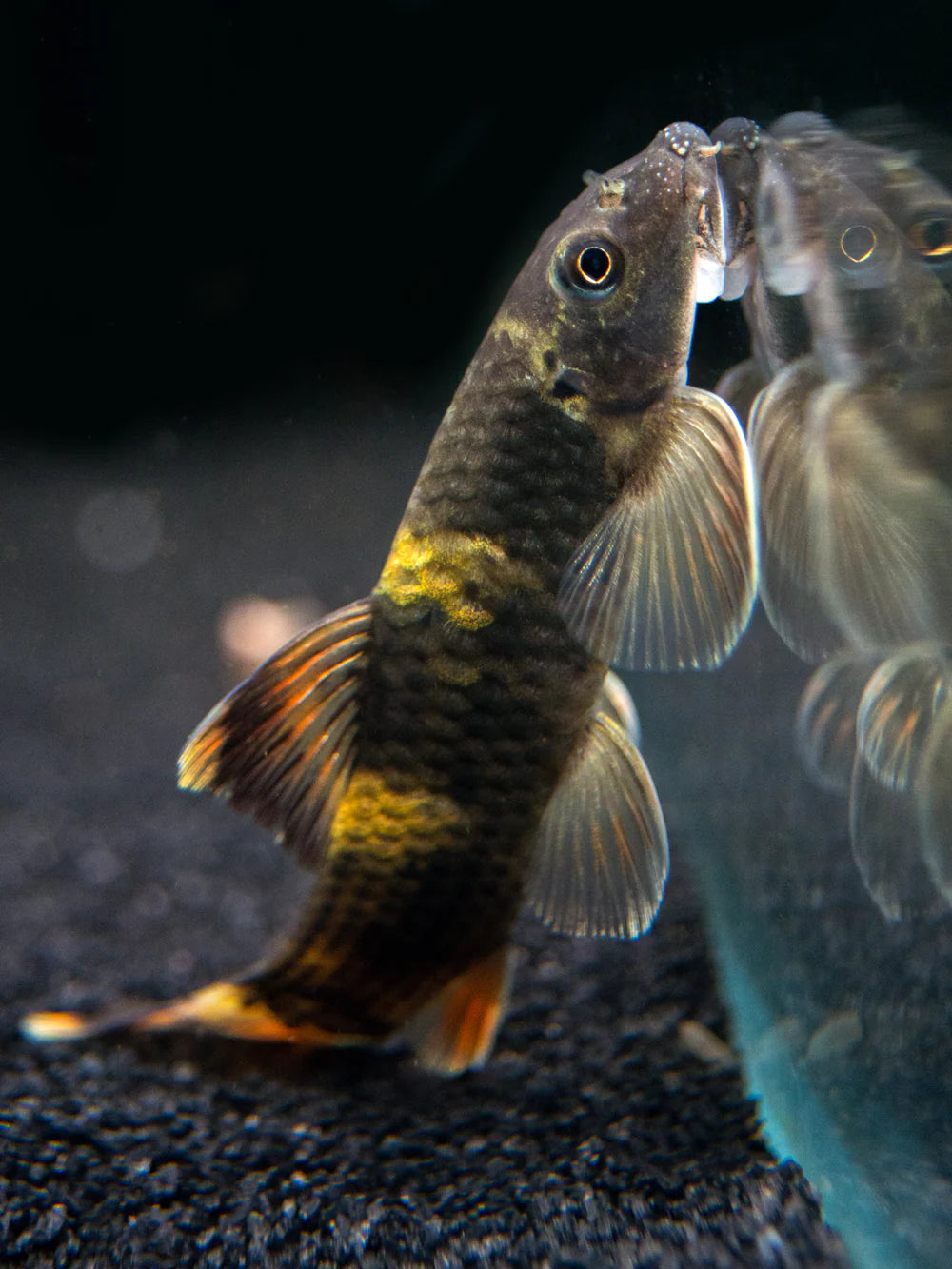 Panda Garra
