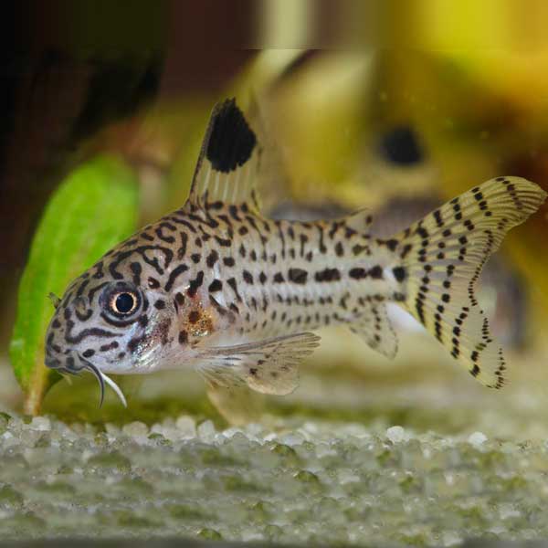 Julii Corydora