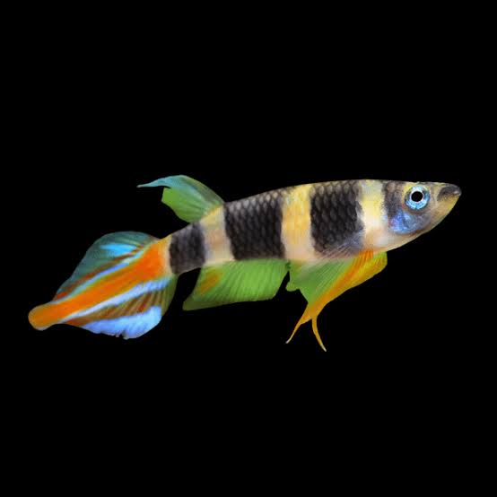 KilliFish Rocket/Clown