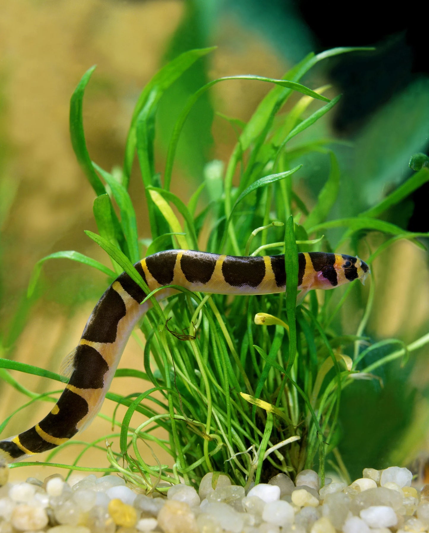 Banded Kuhli Loach (Big)