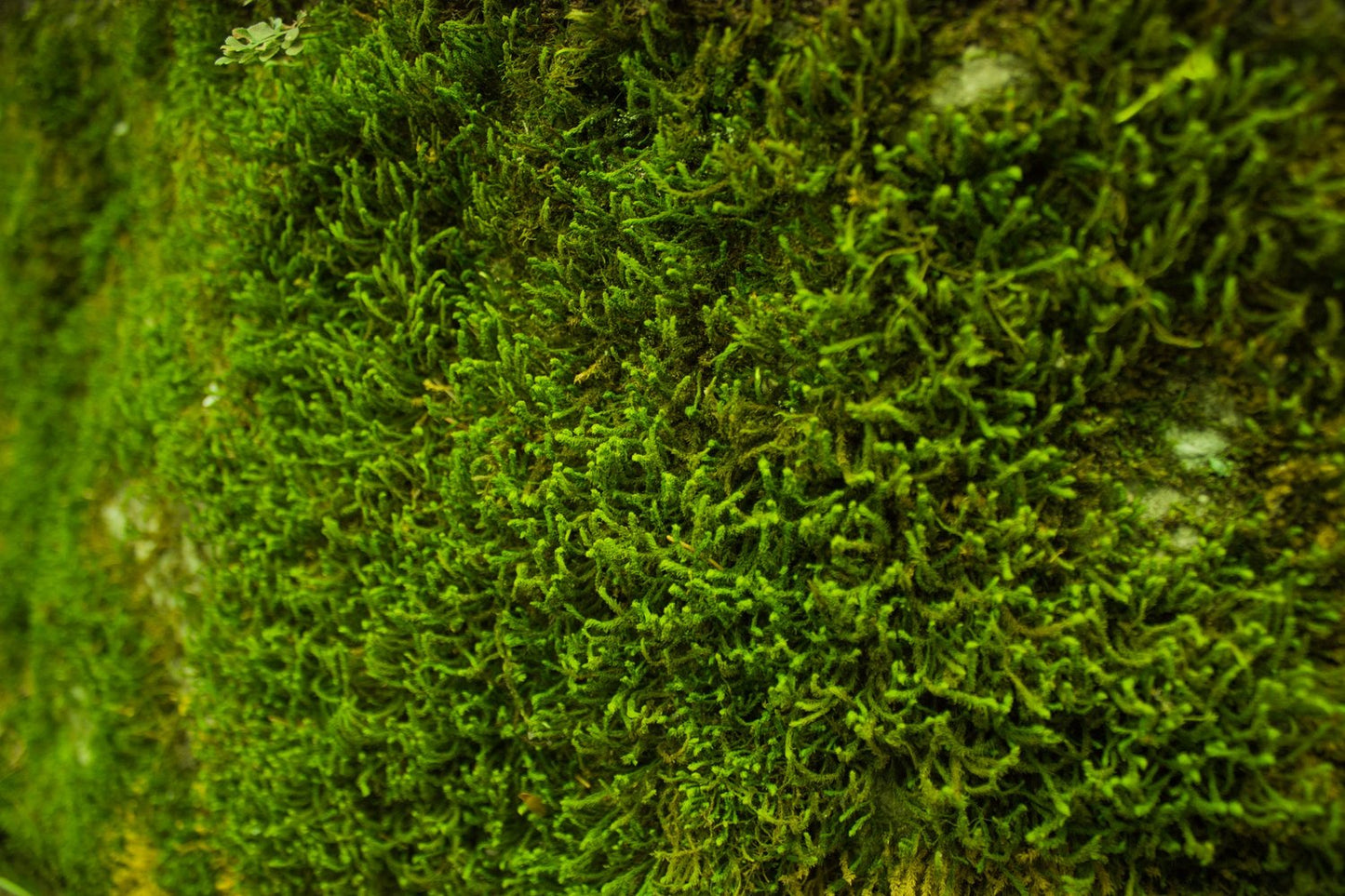 The Reptile Jungle - Live Moss