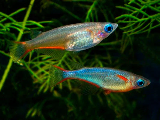Daisy Rice Fish