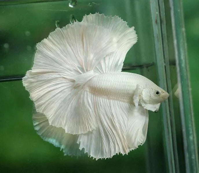 Betta Fish (Male)- Halfmoon Platinum