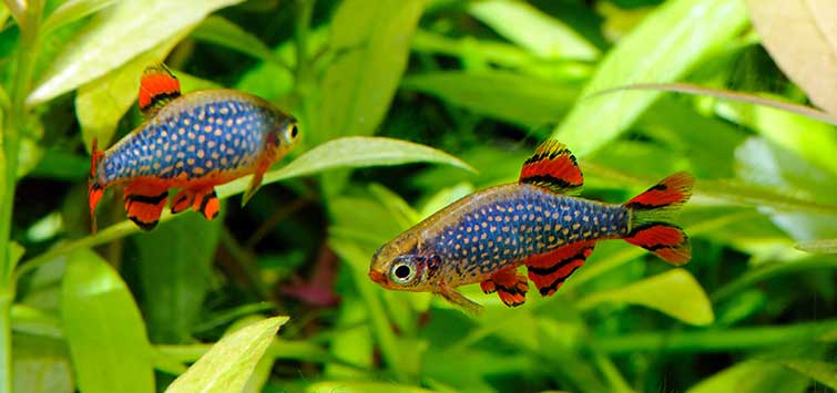 Fireworks Galaxy Rasbora