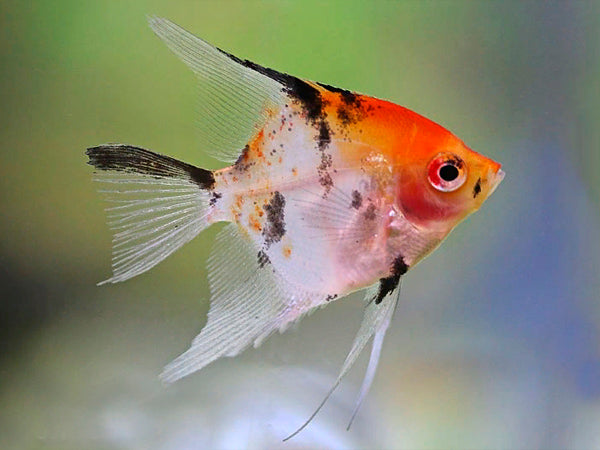 Angel Fish- Koi (Small)