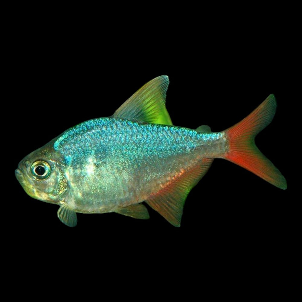 Columbia Blue Redtail