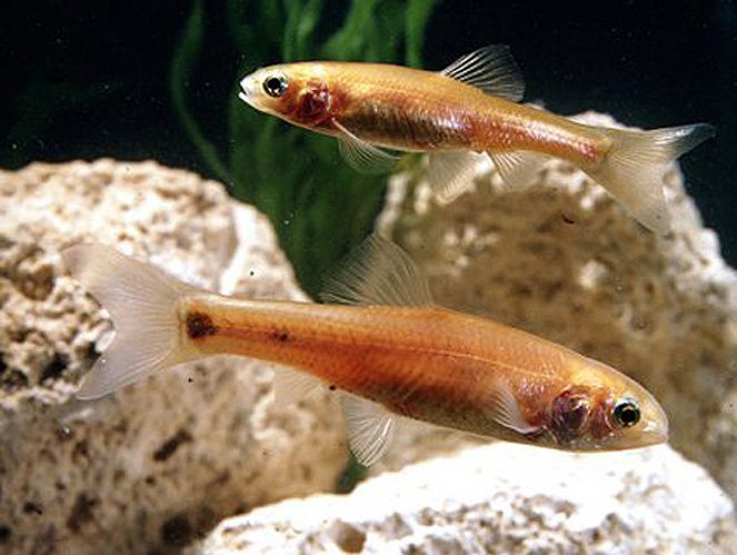 Rosy Red Minnow - Live feeder