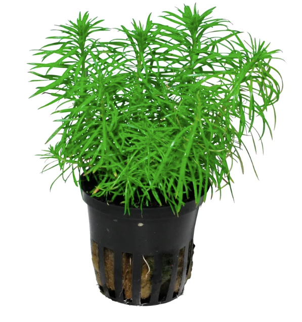 Pogostemon erectus