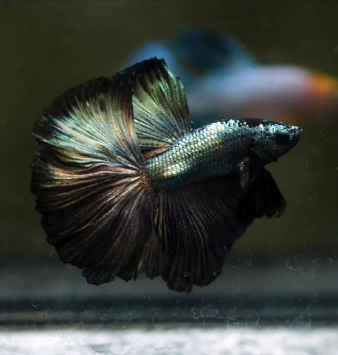 Dragon Scale Betta