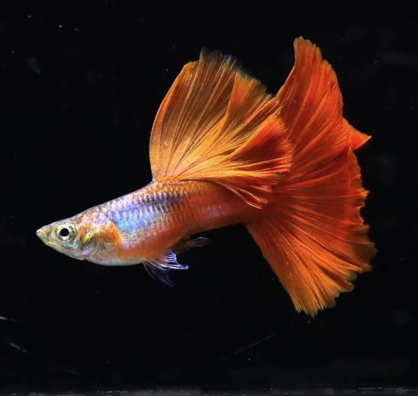 Lazuri Red Guppies