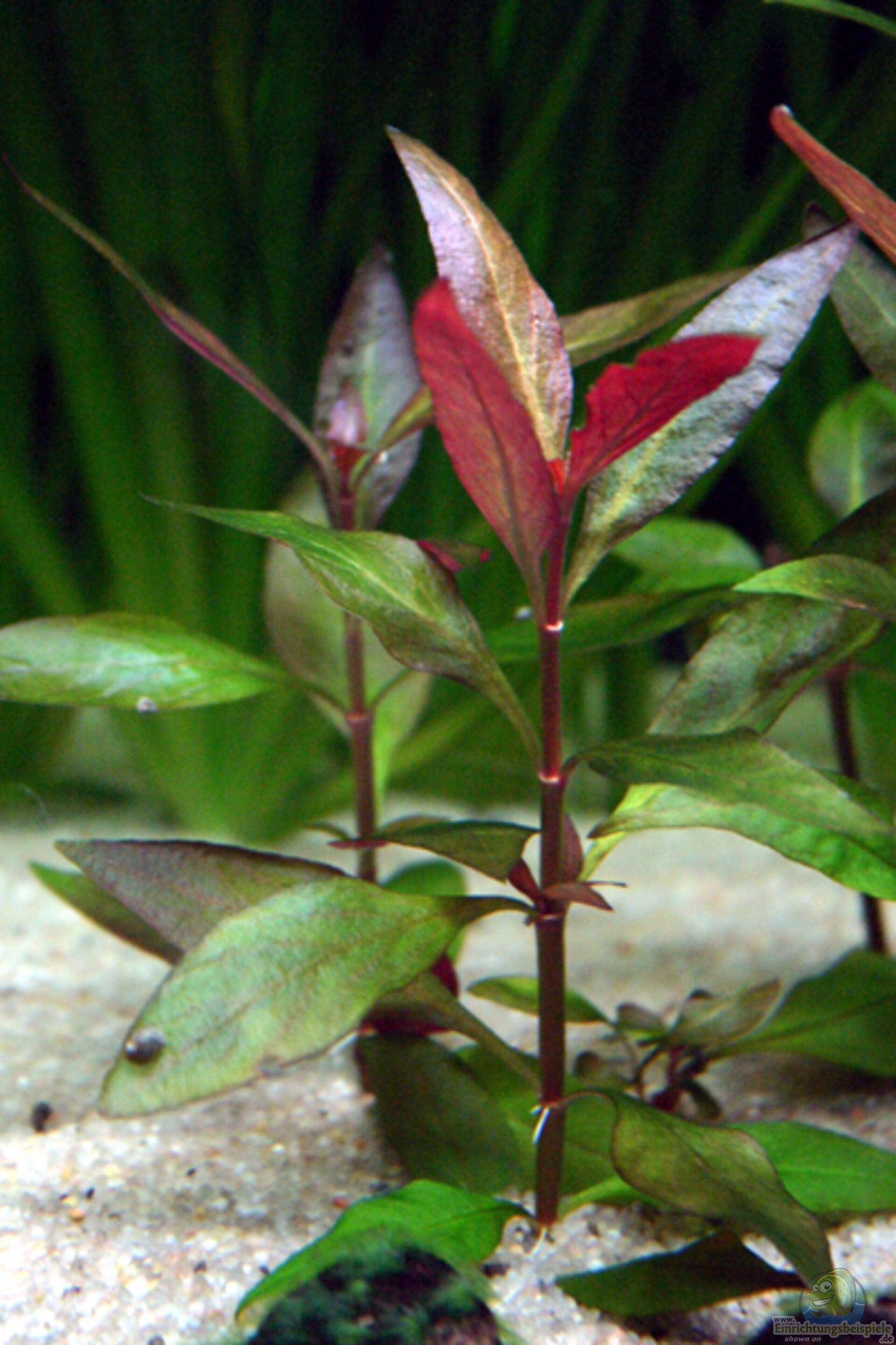 Alternanthera