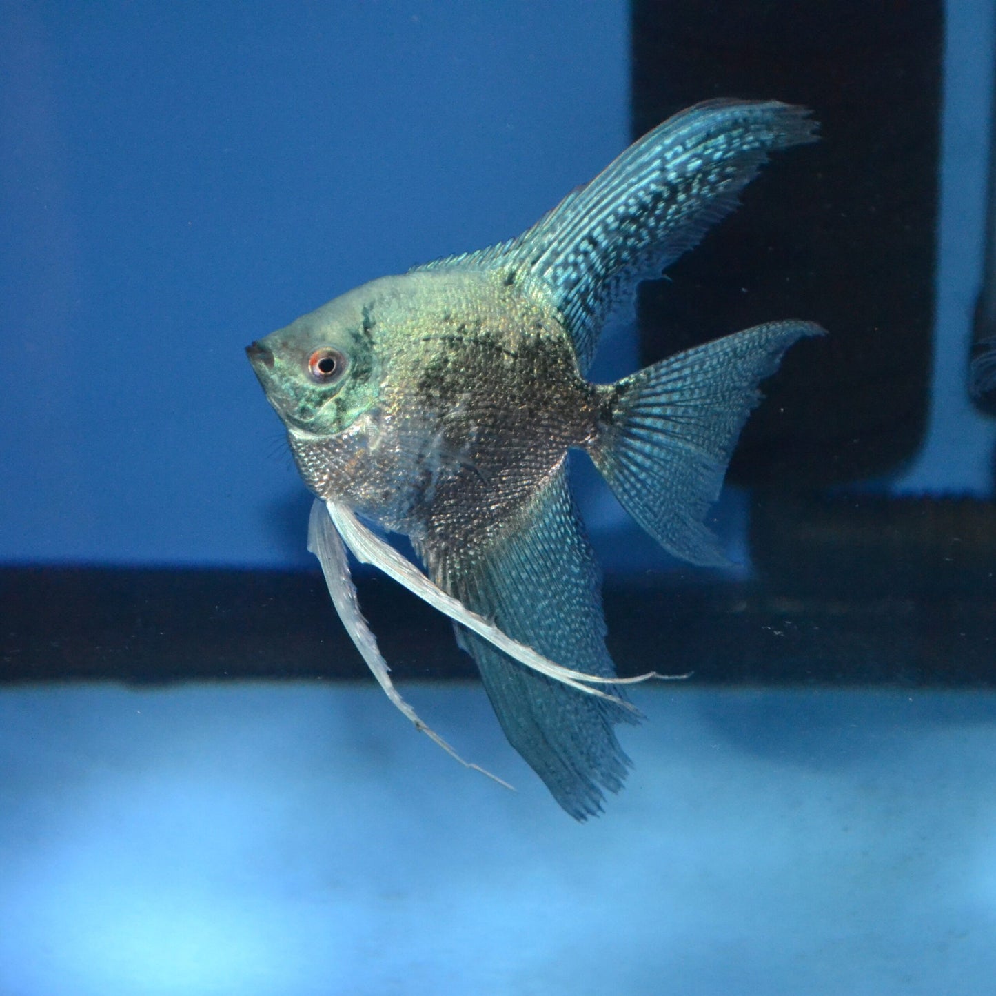 Angel Fish- Smokey Leopard