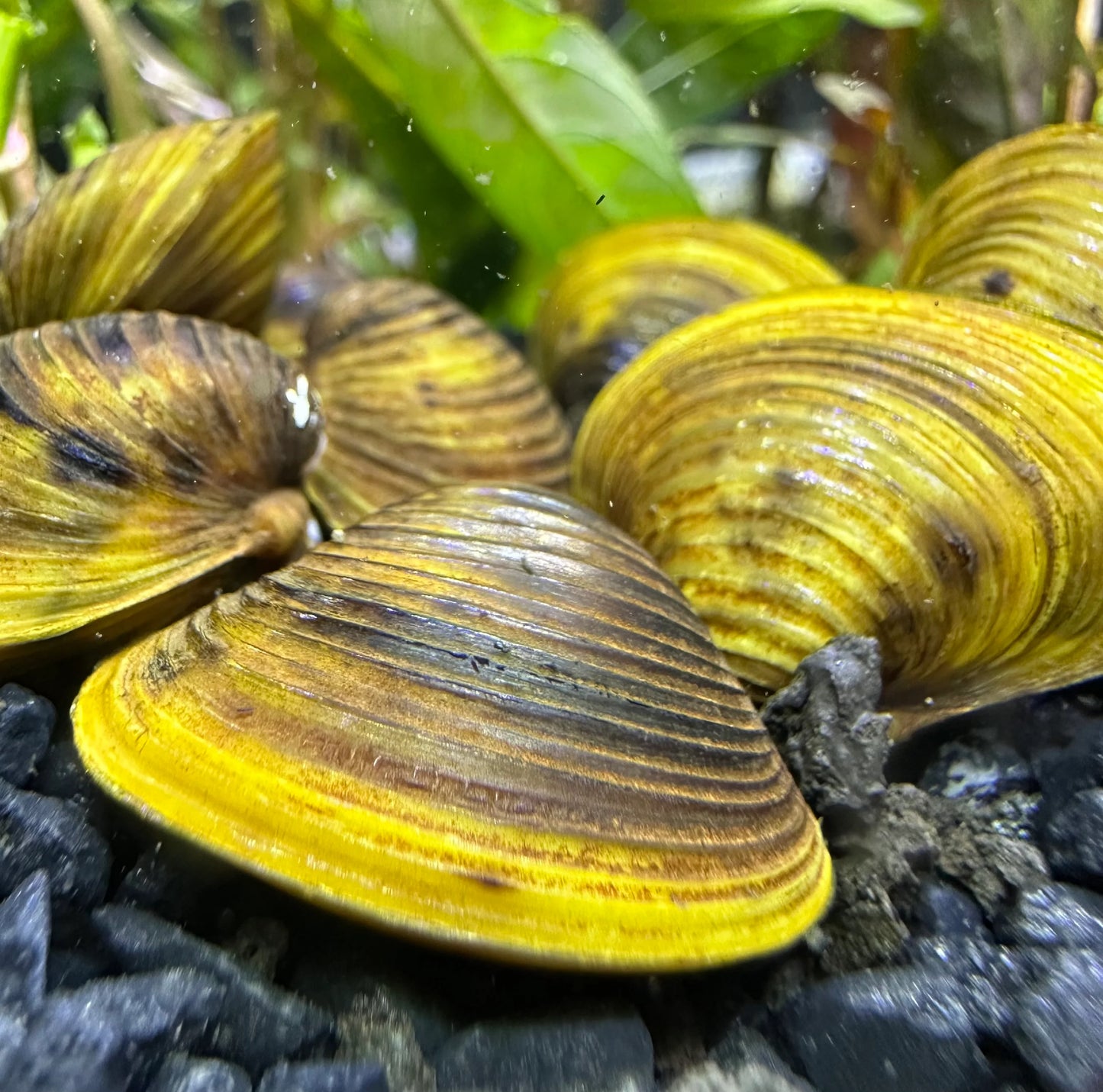 Freshwater Gold Clam
