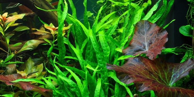 Microsorum Pteropus Soft Leaf