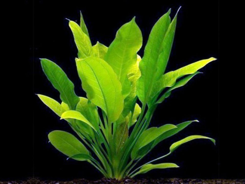 Echinodorus Argentinensis Mother Plant