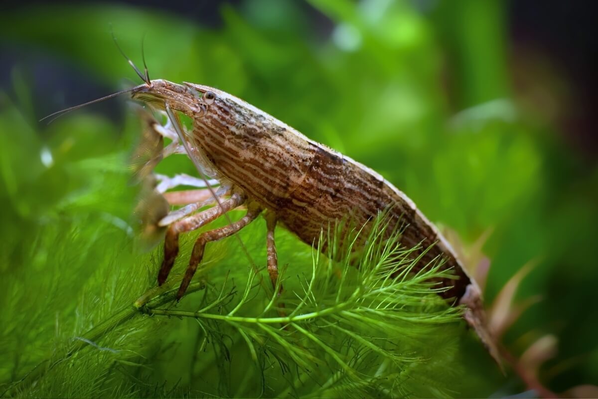 Bamboo Shrimp (Wood/Rock shrimp)